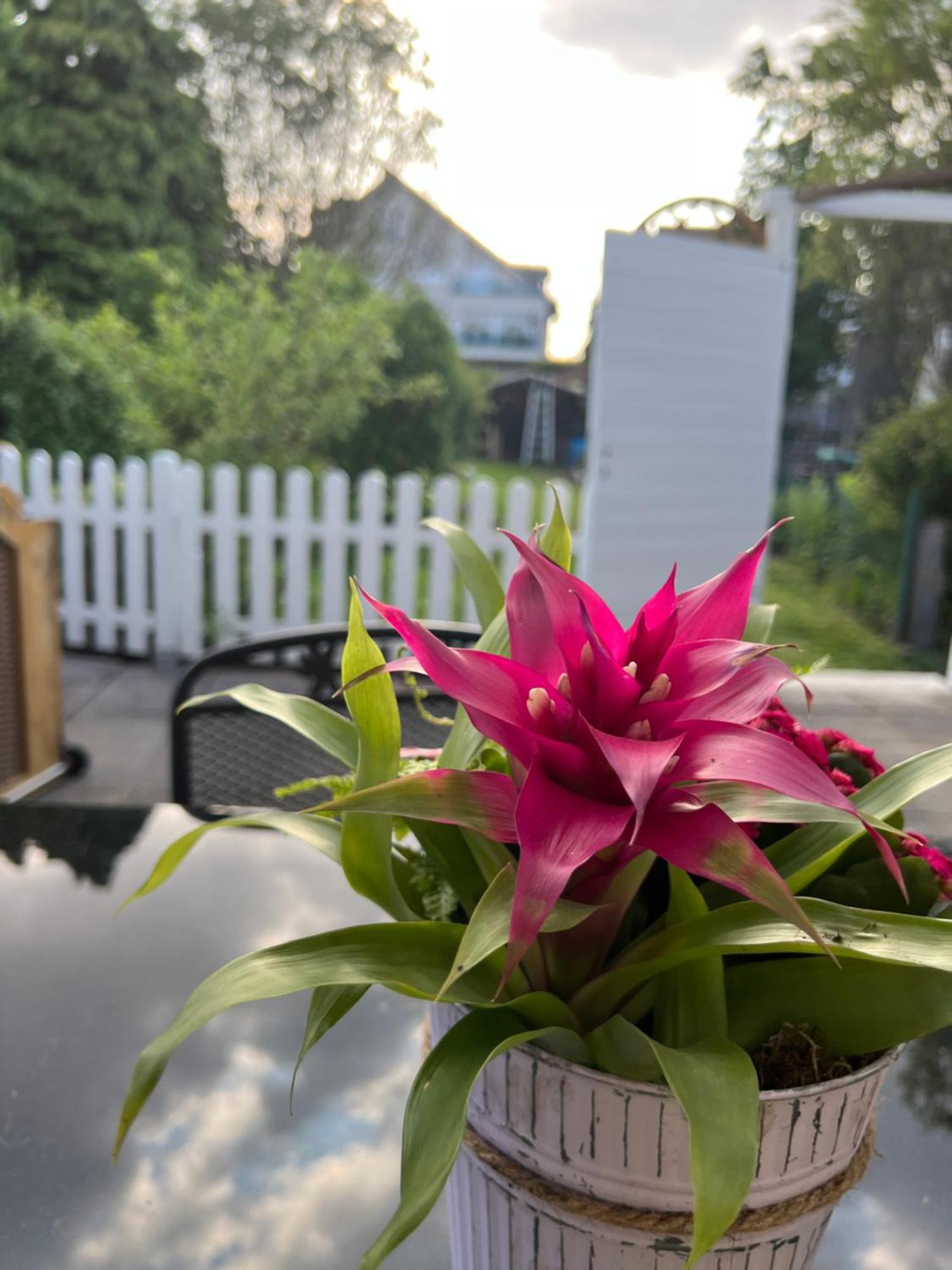 Auszeit Im Pott - Ferienwohnung Lavendel Herten  Dış mekan fotoğraf